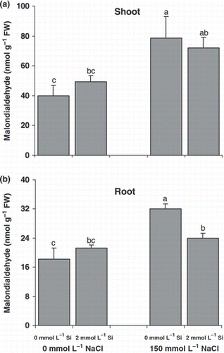 Figure 1 Effect of salinity (control versus 150 mmol L−1 NaCl) on the malondialdehyde concentrations as a measure of lipid peroxidation in the (a) shoots and (b) roots of canola plants grown for 25 days with or without supplementary silicon. Error bars represent the standard error. FW, fresh weight. Different small letters on histograms represent statistically significant differences at P < 0.05.