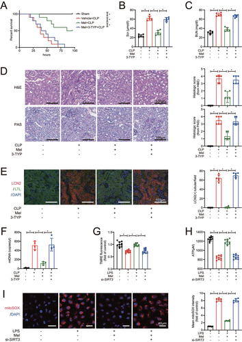 Figure 2. Melatonin attenuates SAKI via activating SIRT3. (A) effects of melatonin and SIRT3 inhibitor 3-TYP on the survival times in CLP-induced septic mice; n = 10; statistical significance was assessed by log-rank test and *P < 0.0167. (B) Scr level; n = 6. (C) BUN level; n = 6. (D) Pathological observation of kidney tissue (upper panel: H&E staining of kidney cortex; lower panel: PAS staining of kidney cortex; scale bar: 100 μm) and histologic scores were evaluated based on H&E and PAS staining (n = 6). (E) tubular injury was analyzed by LCN2-positive staining with RTECs marker LTL (green), injury marker LCN2 (red), and cell nuclei marker DAPI (blue) (scale bar: 100 μm); n = 6. (F) the urinary mtDNA level from mice; n = 4. (G) the mitochondrial membrane potential of HK-2 cells was measured by TMRE fluorescence; n = 10. (H) ATP levels of HK-2 cells; n = 10. (I) the mitoROS of HK-2 cells were measured by mitoSOX staining (red) with DAPI (blue) (scale bar: 40 μm), and mtROS was statistically quantified by mtSOX fluorescence (n = 6). These data are presented as the mean ± SD and *P < 0.05. Statistical significance was assessed by one-way ANOVA. CLP: cecal ligation and puncture, LPS: lipopolysaccharide, Mel: melatonin, Scr: serum creatinine, BUN: blood urea nitrogen, H&E: hematoxylin and eosin staining, PAS: periodic acid–Schiff staining, LCN2: lipocalin 2, LTL: lotus tetragonolobus lectin, mtDNA: mitochondrial DNA, TMRE: tetramethylrhodamine, ATP: adenosine triphosphate.