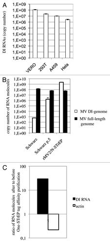 Figure 4. In spite of strong enhancement of the MV DI-RNA production due to the insertion of the second copy of the N protein within the MV genome, the 5′ copy-back DI-RNA specifically interacts with the MV nucleocapsid. (A) Efficient production of the 1,212 nucleotide-long 5′ copy-back MV DI-RNA by rMV2/N-STrEP in four different cell lines. Total RNA (20 ng) was analyzed by RT-qPCR. Absolute quantification of DI-RNA was performed using serial dilutions of in vitro transcribed MV DI-RNA. Samples were analyzed in triplicates, with standard deviation represented on the figure, and two biological replicates were performed each time. (B) Production of the 1,212 nucleotide DI genome and the full-length genome by recombinant MV expressing the second copy of MV-N. 293T cells were infected with either rMV2/N-STrEP, or a low-passage Schwarz vaccine strain of MV, or a Schwarz vaccine strain grown for five consecutive passages at a MOI of 1. Total RNA was purified and 1 μg of each RNA sample was analyzed by RT-qPCR against either the 1,212 nucleotide-long DI-RNA or the full-length MV genome. Absolute quantification was performed using serial dilutions of the in vitro transcribed MV DI-RNA or the MV genome RNA fragment. Samples were analyzed in triplicates, with standard deviation represented on the figure, and two biological replicates were performed each time. (C) Affinity chromatography of 1-STrEP tagged viral proteins form infected cells is an efficient and specific approach to purify RNA partners of viral proteins. Results of RT-qPCR against the 1,212 nucleotide-long DI-RNA on 10 ng of RNA purified complexed with the MV-N protein were compared with data obtained for 10 ng of total RNA (before purification). Absolute quantification was performed as described in (A). As negative control one-step RT-qPCR against the β-actin mRNA was performed with absolute quantification using serial dilutions of in vitro transcribed RNA fragments encompassing the β-actin sequence. Samples were analyzed in triplicates and two biological replicates were performed.