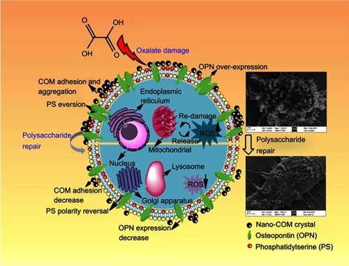 Figure 9 The changes of crystal adhesion and biochemical indicators of HK-2 cells before and after tea polysaccharide repair.Abbreviations: COM, calcium oxalate monohydrate; HK-2, human kidney proximal tubular epithelial; OPN, osteopontin; PS, phosphatidylserine; ROS, reactive oxygen species.