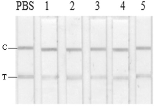 Figure 2. GICA results for crude extracts after 5-sulfosalicylic acid treatment. From left: Blank control; 1, Scophthalmus maximus; 2, Cyprinus carpio; 3, Siniperca chuatsi; 4, Aristichthys nobilis; 5, Ctenopharyngodon idella.