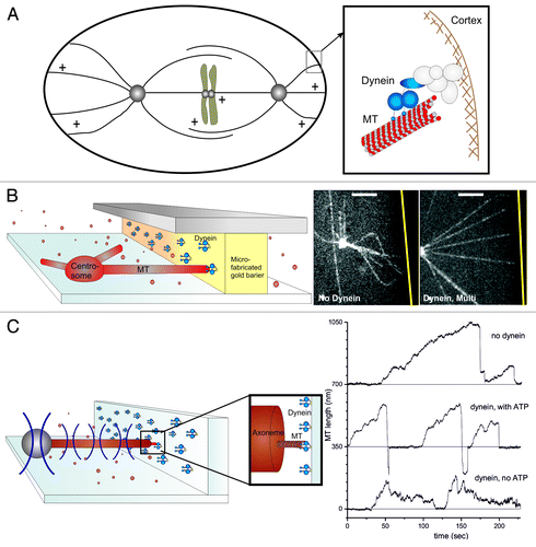 Figure 1. Dynein interacting with MT ends can generate pulling forces. (A) Schematic representation of the end-on interaction between cortical dynein and dynamic MTs during spindle positioning in C. elegans embryos. (B–C) In vitro reconstructions of the dynein-MT end-on interaction. (B) Barrier experiment: Dynein molecules are attached to a microfabricated gold barrier; MTs are growing from a purified centrosome, as described in detail previously.Citation20 (Left) Schematic view of the experiment. (Right) Spinning disk confocal fluorescence microscopy images without or with dynein at the barrier. The gold barrier position is marked by a yellow line. Scale bars: 5 μm. (C) Optical tweezers experiment. Dynamic MTs are growing from axonemes attached to a trapped bead, and interact with dynein coated barriers, as described previously.Citation20 Left: Schematic view of the experiment. Right: Growth and shrinkage of MTs interacting with an uncoated barrier (upper trace) or a dynein-coated barrier in presence (middle) or absence (lower) of ATP.Citation20