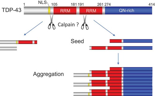 Figure 2. Proteolysis of TDP-43 promotes aggregation of C-terminal fragments (CTFs) of TDP-43. The red, yellow and blue columns indicate RNA recognition motif (RRM), nuclear localization signal (NLS) and glutamine/asparagine (Q/N)-rich, respectively.