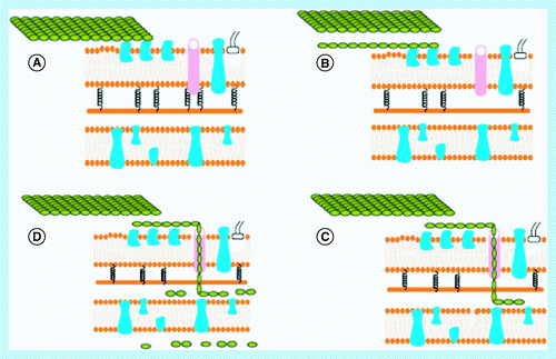 Figure 5.  Potential mechanism for decrystallization and cellulose hydrolysis by Fibrobacter succinogenes, Cytophaga hutchinsonii and Sorangium cellulosum. (A) Binding of cellulose to outer membrane; (B) abstraction of a single cellulose chain; (C) translocation of chain through outer membrane pore; and (D) cleavage of chain in periplasm and transport of oligosaccharides through inner membrane. Based on alginate transport and utilization model Citation[85].