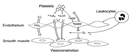 Figure 2 Platelet interactions with diseased endothelium. Endothelial dysfunction, a consequence of a variety of disease states, has important implications for platelet aggregation and vascular tone. When platelets aggregate, they release thromboxane A2 (TxA2), 5-hydroxytryptamine (5-HT, or serotonin), and ADP.