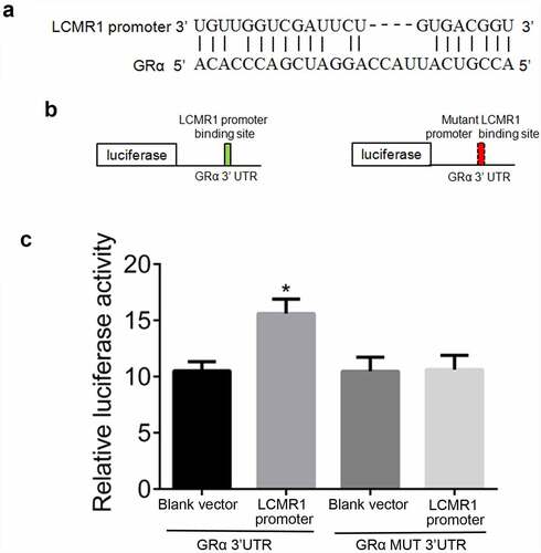 Figure 4. (a). LCMR1 promoter and the LCMR1 promoter-binding site in the 3′ UTR of GRα. (b). Design of an LCMR1 promoter reporter vector containing a CMV promoter driving expression of a luciferase cDNA fused to the GRα 3′ UTR or a mutated GRα 3′ UTR. (c). The 3′ UTR of GRα mediates LCMR1 promoter control of GRα expression. 293 T cells were transfected with a reporter vector consisting of a luciferase cDNA fused to the 3′ UTR of GRα which contains a binding site of LCMR1 promoter. Another vector contained the luciferase cDNA fused to a GRα 3′ UTR with a mutant LCMR1 promoter-binding site.