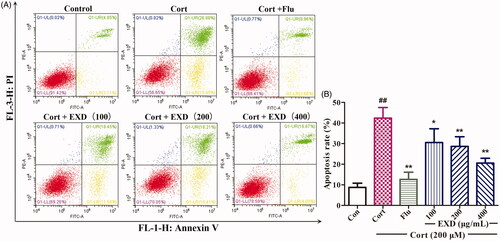 Figure 5. Flow cytometry analysis of apoptosis in PC12 cells measured with Annexin V-FITC and PI double-staining method. A: Representative dot plots of Annexin VFITC/PI staining; B: Bar graph indicating the percentage of apoptotic PC12 cells. Data are presented as the mean ± SD, n = 3. *p < 0.05 and **p < 0.01 versus Cort treatment; ##p < 0.01 versus control.