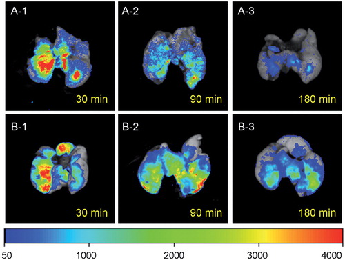 Figure 11. Representative images for lung deposition of INS (A) and INS@EPL (B) after intratracheal administration in rats. The images were merged from RGB and optical spectra. (Reprinted from Ref. [Citation106] Copyright 2014, with permission from Elsevier.)