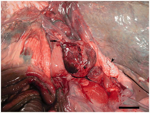 Figure 1. Macroscopic appearance of the twisted follicle. Follicular peduncle (arrow). Uterus (arrow head). Scale bar 5 cm.