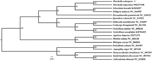 Figure 1. Phylogenetic tree based on fourteen combined mitochondrial protein-coding genes set. *The newly generated mitochondrial genome of Morchella eohespera.
