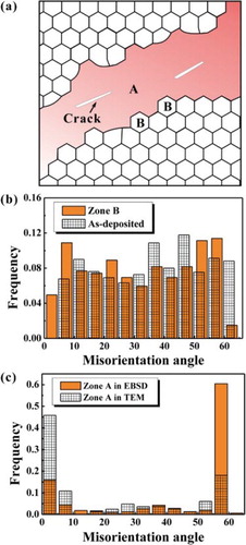 Figure 3. (a) Schematic illustration of positions of zone A and zone B in the cracked Au film after fatigue loading. Statistical distributions of normalized frequency of the misorientation angles of (b) the as-deposited films determined by EBSD and zone B in the fatigued Au film determined by TEM and (c) coarsened grains (zone A) determined by TEM and EBSD.