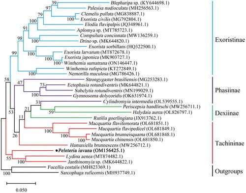 Figure 3. The maximum-likelihood phylogeny of 30 tachinid species from analysis of the combined 13 protein-coding genes dataset. The bolded scientific name indicated this study.