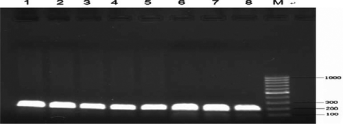 Figure 1.  PCR products of the intron 2 of goose PRL gene. 1, 2, 3, 4, 5, 6, 7, 8: PCR products; M: Marker.