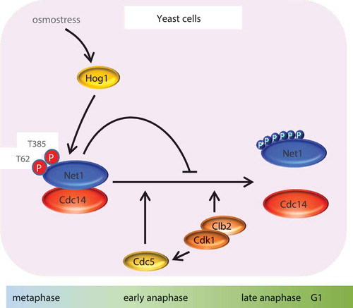 Figure 4. Hog1 regulation of mitosis upon osmostress. Increased levels of phosphorylated Net1 by the Cdk1-Clb2 complex, with the contribution of the polo-like kinase Cdc5, promotes the release of Cdc14 from the nucleolus. Activated Hog1 phosphorylates Net1 at Thr62 and Ser385, altering its affinity for the phosphatase Cdc14 and rendering the Net1-Cdc14 complex more resistant to CDK activity. Consequently, Cdc14 is kept sequestered at the nucleolus and mitosis progression is delayed.