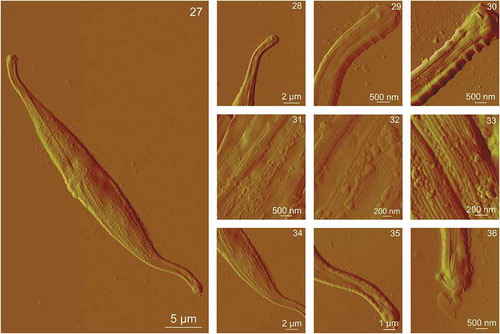 Figs 27–36. AFM images of a whole Cylindrotheca closterium cell grown at cadmium concentration 1000 μg l–1 and its morphological details acquired using contact mode in air. Fig. 27. The whole C. closterium cell. Figs 28–30. Enlarged upper rostra of the cell. Figs 31–33. The enlarged centre of the cell where girdle band and valve are seen in more detail. Figs 34–36. Enlarged lower rostra of the cell. All images are deflection data with scan sizes: 50 μm × 30 μm (Fig. 27); 13.5 μm × 11.5 μm (Fig. 28); 4.5 μm × 4 μm (Fig. 29); 4.5 μm × 4 μm (Fig. 30); 4.5 μm × 4 μm (Fig. 31); 2.5 μm × 2 μm (Fig. 32); 2 μm × 1.5 μm (Fig. 33); 18 μm × 15 μm (Fig. 34); 9 μm × 7.5 μm (Fig. 35); 4.5 μm × 4 μm (Fig. 36)