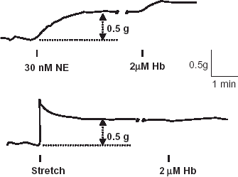 Figure 1. Typical isometric tension responses of a pair of isolated rat thoracic aortic rings to hemoglobin (Hb). In a vessel ring with 30 nM norepinephrine-induced tone enhancement, 2 µM Hb elicited a notable additional contraction (upper tracing). In contrast, in a tone matched vessel ring with a passively induced tension by mechanical stretching, the same dose of Hb did not elicit a notable contraction (lower tracing).