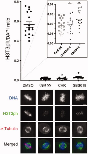 Figure 8. Cellular endogenous Haspin inhibition. U-2 OS cells were treated for 16 h with 0.5 µM of each compound or 0.1% of DMSO (CHR: CHR-6494). Haspin activity was monitored by immunofluorescence staining of phosphorylated Histone H3 on threonine 3 (H3T3ph, green); α-Tubulin was visualised in red and DNA was stained by DAPI (blue). Haspin activity was quantified in prometaphase/metaphase cells measuring the H3T3ph and DAPI signals and representing the H3T3ph/DAPI ratio on a scatter plot (upper panel). The inserted dot plot allows the comparison of the 3 tested compounds on a more precise scale; n ≥ 15, *p ≤ 0.05; **p ≤ 0.01 (two-tailed unpaired t-test). Representative images are presented on the lower panel, Bar 5 µm.