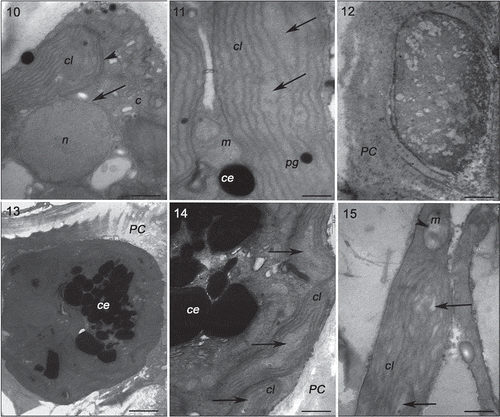 Figs 10–15. Transmission electron microscopy of the RDCE strain of Gracilaria birdiae. Figs 10, 11. Individuals exposed to PAR (control). Fig. 10. Nucleus surrounded by double membrane (arrow) and chloroplast with a single peripheral thylakoid (arrowhead); Fig. 11. Chloroplast with genophore (arrows). Figs 12–15. Individuals exposed to PAR+UV-B (0.08 W m–2) during 28 days (3 hours per day): cortical cells (Figs 12–14) and medullary cell (Fig. 15). Fig. 12. Disorganized cellular content; Fig. 13. Physodes in the cytoplasm; Fig. 14. Chloroplasts with separated thylakoids (arrows). Fig. 15. Chloroplast with separated thylakoids (arrows) associated with mitochondria with disintegrated cristae (arrowhead). Chloroplast (cl), Golgi bodies (c), physodes (ce), cell wall (PC), mitochondria (m), nucleus (n) and plastoglobuli (pg). Scale bars = 0.5 µm (Figs 10, 11, 14, 15); 2 µm (Figs 12, 13).