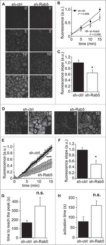 Figure 2. Rab5 is required for calpain2 activation. (A) Calpain2 activity in fixed cells. A549 cells treated with control shRNA (sh-ctrl) or a Rab5-specific shRNA (sh-Rab5) were grown on glass coverslips, serum-starved for 30 minutes and incubated with the calpain2 substrate tBOC-LM-CMAC for 0, 5, 10 or 15 min, and then fixed and mounted. Mean fluorescence intensity was measured in background-subtracted images. (B, C) Data obtained in (A) were analyzed by linear correlation (B), and the slopes corresponding to the velocity of substrate cleavage were calculated (C). Data represent the average of three independent experiments (mean ± s.e.m.; *p < 0.05). (D) Calpain2 activity in live cells. Fluorescence intensity of the cleaved substrate tBOC-LM-CMAC was evaluated in time-lapse experiments, by incubating A549 cells grown on glass-bottom dishes with the substrate and recorded directly in an epifluorescence microscope. Representative images obtained at 0 and 15 min time-frames are shown. (E, F) Data described in (D) were quantified and plotted as the background-subtracted intensities of fluorescence (E) (***p < 0.001; two-way ANOVA), while the slopes obtained at the initial time points corresponded to the velocity of substrate cleavage (F). Data represent the average of three independent experiments (mean ± s.e.m.; *p < 0.05). (G, H) Intracellular Ca2+ response. Intracellular Ca2+ levels were evaluated in time-lapse experiments, by incubating A549 cells grown in glass-bottom dishes with the cytosolic Ca2+ probe Fluo-4AM (5 μM). Ca2+ signal was recorded directly under an epifluorescence microscope. 30 seconds of baseline were recorded and then cells were stimulated with FBS 10% for 2 minutes. Relative fluorescence (Fluorescence difference between stimulated cells and baseline (F-F0) to baseline value (F0)) was calculated as a function of time. The time to reach the peak of Ca2+ signal (i.e. the time to reach the maximal response ((F-F0)/F0)) and the time of activation (i.e. the lapsed time for Ca2+ signal to increase from 10% to 90% of the maximal responseCitation28) were determined from three independent experiments (n.s. non significant).