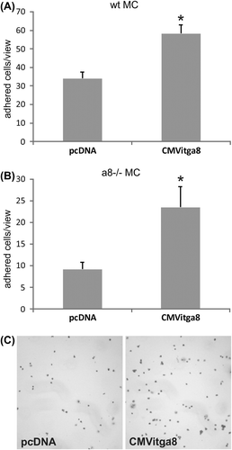 Figure 3. Adhesion of α8 integrin-overexpressing wildtype (wt MC, A) and α8 integrin-deficient (α8-/- MC, B) mouse mesangial cells. Forty-eight hours after transfection of cells with the expression plasmid CMVitga8 or the control vector pcDNA, cells were seeded on fibronectin and adhered cells were counted. C: exemplary photomicrographs of α8 integrin-deficient mesangial cells. Results are representative for three independent experiments. Data are means ± standard deviation. * p < 0.05.