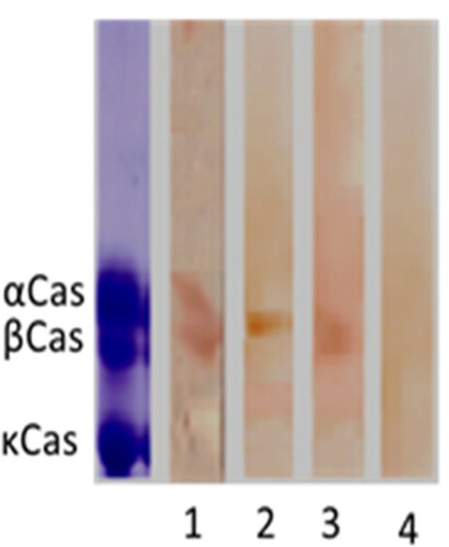 Figure 4. Immunoblot of casein revealed with rabbit anti-casein IgG: native casein (1), heated casein (2), hydrolysed casein (3), combination of heat and pepsin hydrolysis (4).