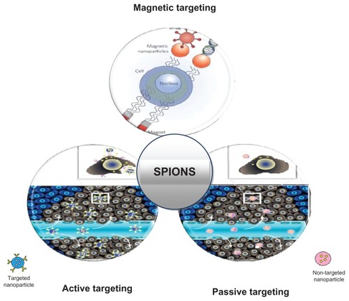 Figure 2 Superparamagnetic iron oxide nanoparticle targeting approaches.Citation2