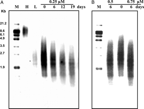 Figure 4. Average telomere length during treatment of NB4 cells with ATO. NB4 cells were grown in presence of various concentrations of ATO (0.25, 0.5, and 0.75 µM). Genomic DNA (1.5 µg) was digested with Rsa1 and Hinf1 restriction enzymes and separated on a 0.8% agarose gel. Telomere length was determined by hybridization with a digoxigenin-labeled telomeric probe (TTAGGG)3 and chemiluminescent detection system. The peak value of TRF lengths were calculated and recorded as TLs. Numbers above each lane represent the day of treatment for each sample. L and H indicate DNA from the low and high telomere length samples, respectively. M represent fluorescent-labeled size markers.