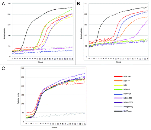 Figure 2. Kinetics of bacterial growth in the presence of phage Giraffe. B. anthracis strain 7702 was grown at 37°C in tryptic soy media and 1% (v/v) of tetrazolium dye. The wells designed to receive bacteria were seeded with 106 cells. Microtiter plates for the phage assay were prepared as described in materials and methods. The tests were done with (A) vegetative cells, (B) spores and (C) Giraffe-resistant B. anthracis Sterne strain 8009, a derivative of the 7702 strain.