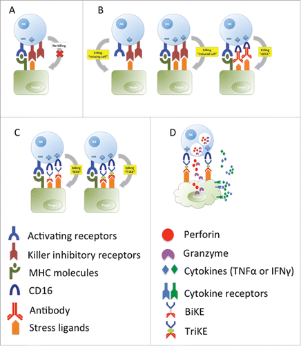 Figure 1. Natural killer cell-mediated killing of target cells. (A) No killing of healthy cells due to a balance of activating and inhibitory signals. (B) Killing of targets due to down-regulation of MHC molecules (“missing self”); killing due to overexpression of stress ligands (“induced self”) that can override inhibitory signals; killing due to the recognition of antibodies bound to target cells by CD16 on NK cells (“antibody-dependent cell-mediated cytotoxicity” (ADCC). (C) BiKEs and TriKEs facilitate NK cell interaction with tumor targets via CD16, (D) triggering degranulation and cytokine production via the ADCC pathway.