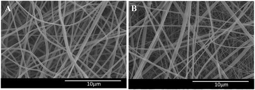 Figure 1. SEM was applied to morphological study of the fabricated PVDF (A) and PVDF-PANI (B) nanofibrous scaffold.