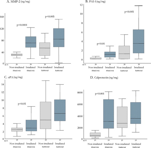 Figure 2.  Tissue concentrations of MMP-2 (chart A), PAI-1 (B), uPA (C), and calprotectin (D) in irradiated and non-irradiated rectal mucosa and rectal tumours. The number of patients analysed are given below each graph and results are presented as box-plots showing the median (horizontal line), IQR (boxes) 1.5 IQR (error bars).