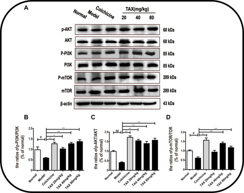 Figure 7 TAX attenuates PI3K/AKT/mTOR signaling pathways in CCl4-induced liver ﬁbrosis. (A) TAX effects on the countenance of PI3K/AKT/mTOR in the liver tissues of mice were examined by Western blotting examination. (B–D) Densitometric exploration of the p-PI3K/PI3K, p-AKT/AKT, and p-mTOR/TOR. Data presented as the mean±SD (n=10). As compared with the normal group, #P<0.05 indicates a significant difference, ##P<0.01 indicates an extremely significant difference; As compared with the model group, *P<0.05 indicates a significant difference, **P<0.01 indicates an extremely significant difference.