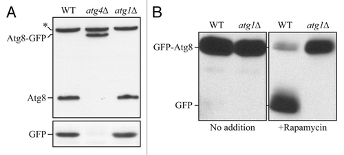 Figure 2. Atg8-GFP cannot be used to monitor autophagic flux. (A) Wild-type (WT), atg4Δ or atg1Δ cells expressing Atg8-GFP were grown to mid-log phase and protein extracts were examined by western blot with antisera to Atg8 or GFP. The asterisk indicates a nonspecific band. With a C-terminal fusion, GFP is cleaved from Atg8 without shifting to autophagy-inducing conditions, and even in an autophagy-defective mutant; however, the Atg8-GFP construct can be used to monitor Atg4 activity. This figure was modified from data previously published in reference Citation1, and is reproduced by permission of the American Society for Cell Biology, copyright 2001. (B) WT or atg1Δ cells expressing GFP-Atg8 were grown to mid-log phase and divided into aliquots; one set of samples was treated with rapamycin and protein extracts were examined by western blot with antiserum to GFP. In this case, free GFP is not generated prior to autophagy induction or in an autophagy-defective mutant. Thus, the N-terminal fusion of GFP can be used to monitor autophagy induction, and also serves as a marker for the phagophore and autophagosome (as well as Cvt or autophagic bodies if breakdown is prevented in the vacuolar lumen, for example, by the addition of PMSF or the use of a mutant such as pep4Δ). This figure was modified from data previously published in reference Citation2, and is reproduced by permission of the American Society for Cell Biology, copyright 2007.