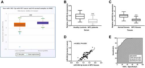 Figure 1 Expression of miR-362-3p in NPC patients. (A) The levels of miR-362-3p in 497 tumor tissue samples and 44 normal tissue samples from TCGA HNSC cohort. (B) Expression of miR-362-3p in the serum of NPC patients and healthy controls from our study cohort. (C) Expression of miR-362-3p in NPC tissues and normal tissues of NPC patients. (D) There was a significant positive correlation between serum miR-362-3p levels and miR-362-3p levels in NPC tissues (r = 0.823, P < 0.001). (E) ROC curve indicated the high diagnostic value of miR-362-3p for screening NPC patients from healthy controls. ***P < 0.001 vs HNSC tissue samples from TCGA HNSC cohort or Healthy controls from our study cohort or Normal tissues.