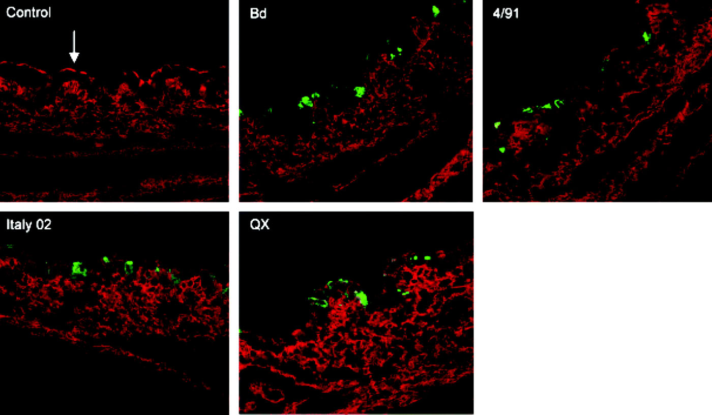 Figure 5.  Immunofluorescence analysis of cryosections prepared from IBV-infected tracheal organ cultures. At 24 h post infection, sections were incubated with the lectin MAAII to detect α2,3-linked sialic acid (red). The apical side of the ciliated epithelium is indicated by an arrow. Virus antigen was detected with a monoclonal anti-protein N antibody (green). Interestingly, the apical staining with MAAII was always reduced in infected tissues. Bd, Beaudette.