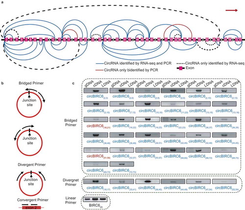 Figure 6. Forty-five isogenous circRNAs derived from the BIRC6 gene. (a) Schematic diagram showing the 45 isogenous circRNAs derived from BIRC6 gene. Forty-three isogenous circRNAs were identified in the RNA-seq analysis. Among them, 36 circRNAs were validated by PCR (described as ‘CircRNAs identified by RNA-seq and PCR’); Seven circRNAs failed to be validated by PCR (described as ‘CircRNAs only identified by RNA-seq’). Two circRNAs were only verified by PCR (described as “CircRNAs only identified by PCR). The colored lines indicate the start and end positions of the circRNAs in the gene. (b) Schematic diagram showing the bridged and divergent primer amplification strategies. The bridged primer is shown to span the exon junctions, so as to only amplify and verify the circRNAs using cDNA templates. The divergent primers are shown to amplify the back-splicing exon junction regions of circRNA; the convergent primers are shown to amplify the exon regions as controls. (c) PCR verification of 38 BIRC6 isogenous circRNAs using bridged and divergent primer amplification strategies. Thirty-two circRNAs were validated by the ‘bridged primer amplification strategy’ using cDNA templates; as controls, the PCR products were not amplified from gDNA and LDNA (the complementary DNA reverse transcribed using oligo dT primers). Among them, 30 circRNAs were also identified by RNA-seq analysis; two circRNAs were novel. Six circRNAs were validated by the ‘divergent primer amplification strategy’. Convergent primers were used to amplify exon 2 as controls.