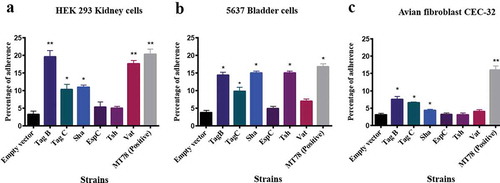 Figure 6. TagB, TagC, and Sha SPATEs promote adherence to the human kidney (HEK-293) and bladder (5637) epithelial, and avian fibroblast (CEC-32) cell lines.Cell monolayers were infected with E. coli fim-negative ORN172 expressing SPATE proteins at a multiplicity of infection (MOI) of 10 and incubated at 37°C at 5% CO2 for 2 h. Adherent bacteria were enumerated by plating on LB agar. Empty vector (pBCsk+) was used as a negative-control and APEC MT78 [Citation80] as a positive control for adherence to cell lines. Data are the averages of three independent experiments. Error bars represent standard errors of the means. (*p < 0.05, **p < 0.01, ***p < 0.001 vs empty vector by one-way ANOVA).