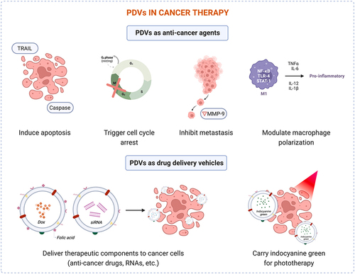 Figure 5 Potential applications of PDVs in cancer therapy. Reprinted with permission from Priglinger E, Strasser J, Buchroithner B, et al. Label-free characterization of an extracellular vesicle-based therapeutic. J Extracell Vesicles. 2021;10(12):e12156.Citation32