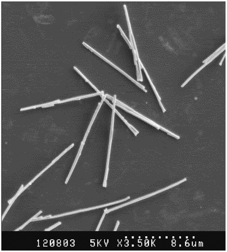 Figure 2. SEM micrograph of 10.98 ± 1.98 μm long cobalt nanowires with 305 ± 66 nm diameter.