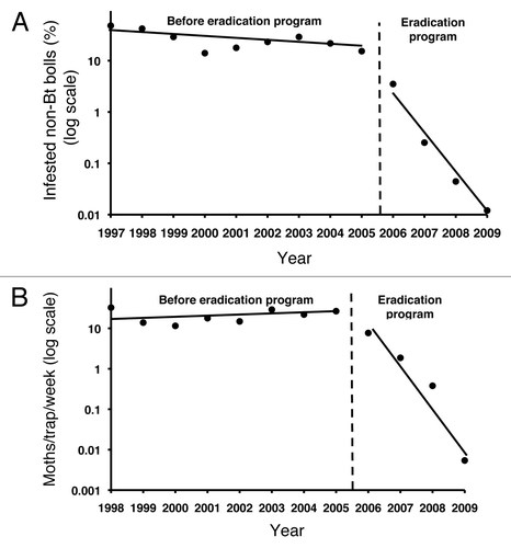 Figure 3. Pink bollworm abundance in Arizona before and during the eradication program.Citation21 (A) Larval infestation of non-Bt cotton bolls from 1997 to 2009. Linear regression shows that the slope, which indicates the decrease in infestation per year, was 18 times steeper from 2006 to 2009 (-0.81, r2 = 0.97, p = 0.012) than from 1997 to 2005 (-0.044, r2 = 0.42, p = 0.059). (B) Wild male pink bollworm moths trapped in Bt cotton fields from 1998 to 2009. Linear regression shows that the slope, which indicates the change in moths trapped per year, was significantly negative from 2006 to 2009 (-1.0, r2 = 0.92, p = 0.04), but did not differ significantly from zero from 1998 to 2005 (0.017, r2 = 0.071, p = 0.52).