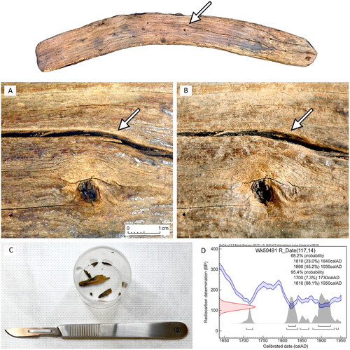 Figure 2. Details of the sample collection: (A–B) before and after views illustrating removal of a wood splinter marked with an arrow; (C) the collected wood sample placed in a plastic phial; (D) results of 14C dating calibrated with SHCal20.