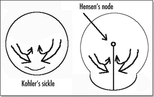 Figure 2 Schematic view of the blastodisc prior to gastrulation, and just after formation of the primitive streak and Hensen's node.