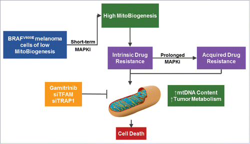 Figure 1. Mitochondrial biogenesis (MitoBiogenesis) is a drug resistance mechanism and therapeutic target in melanoma. BRAF mutant melanoma cells with an intrinsic low basal level of MitoBiogenesis upregulate MitoBiogenesis, increase mitochondrial DNA (mtDNA) content, and alter tumor bioenergetics to survive mitogen activated protein kinase (MAPK) inhibition. Gamitrinib treatment or the knockdown of tumor necrosis factor receptor-associated protein 1 (TFAM) or mitochondrial transcription factor A (TRAP1) synergizes with MAPK inhibitors to kill resistant melanoma cells.