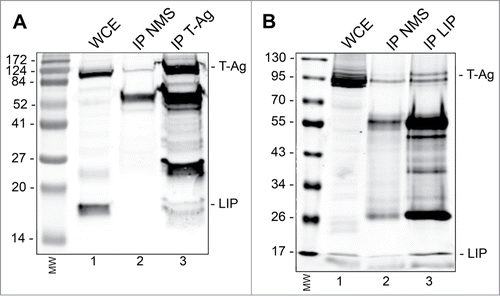 Figure 4. Immunoprecipitation(IP)/Western blot of LIP and T-Ag. BsB8 cells were transfected with expression plasmid for LIP, whole cell extract (WCE) prepared and: (A) IP performed with antibody to T-Ag or nonimmune mouse serum (NMS) followed by Western blot for LIP and T-Ag. The left-hand lane contains the molecular weight markers (MW). (B) IP performed with antibody to LIP or nonimmune mouse serum (NMS) followed by Western blot for LIP and T-Ag. The left-hand lane contains the molecular weight markers (MW).