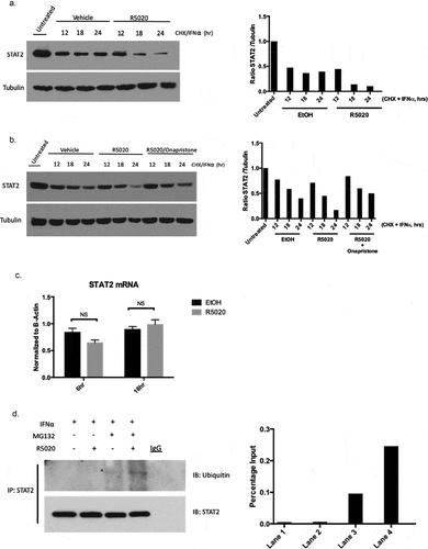Figure 2. PR activation promotes STAT2 ubiquitination and subsequent protein degradation.