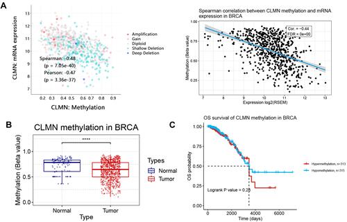 Figure 4 CLMN methylation analysis in BRCA. (A) Correlation between CLMN mRNA expression and methylation level. (B) Differential expression of CLMN methylation in normal and BRCA patients. ****P<0.0001. (C) Correlation between CLMN methylation level and overall survival of patients.