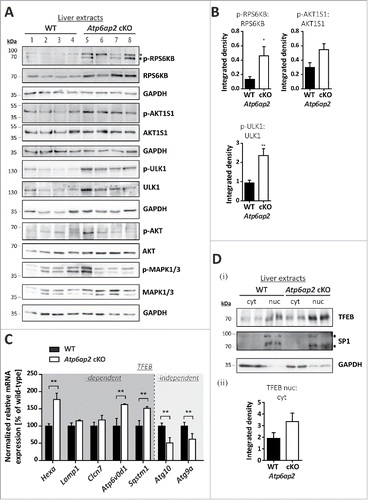 Figure 4. MTORC1 is active in liver bearing decreased v-H+-ATPase levels. (A) Phosphorylation of the MTORC1 targets RPS6KB and ULK1 as well as of the MTORC1 repressor AKT1S1 and the insulin-responsive kinases MAPK1/ERK2-MAPK3/ERK1 (Thr202, Tyr204) and AKT (Ser473) was analyzed by immunoblotting of 4 different wild-type control (WT, lanes 1–4) and 4 Atp6ap2 cKO liver extracts (lanes 5–8) and revealed increased signaling activity in the Atp6ap2 cKO samples. GAPDH staining was used to control for equal protein loads. Irrelevant bands according to the antibody datasheet are labeled with *. (B) Signal intensities from (A) were quantified in regard to the extent of protein phosphorylation and compared between both genotypes. Shown are means ± standard errors from 4 independent liver preparations per genotype. * P < 0.05, ** P < 0.01 according to unpaired, 2-tailed Student t test. (C) Transcription of TFEB-dependent and -independent genes involved in autophagy and lysosomal biogenesis was analyzed by qRT-PCR using whole liver RNA extracts of wild-type and Atp6ap2 cKO animals. Expression levels were normalized to the most stable housekeeping genes and related to the wild-type expression rate. Bars represent mean values of 6 independent RNA preparations per genotype ± standard errors (** P < 0.01 according to unpaired, 2-tailed Student t test between genotypes). (Di) Fractionation of cytosolic (cyt) and nuclear (nuc) proteins from wild-type and Atp6ap2 cKO livers. TFEB displays prominent nuclear localization in both genotypes. SP1 and GAPDH were used as specific nuclear or cytosolic positive control, respectively. (Dii) Quantification of data obtained in (Di) regarding the ratio of nuclear to cytosolic TFEB. Shown are mean values ± standard errors of 6 independent preparations per genotype.