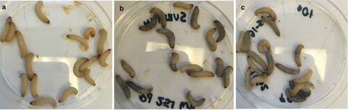 Figure 3. P. destructans and P. pannorum infection caused melanization in G. mellonella. a) PBS-injected control larvae, b) Larvae injected with 1 × 106 P. destructans, c) larvae injected with 1 × 106 P. pannorum. All photographs were taken approximately 60-min after injections.