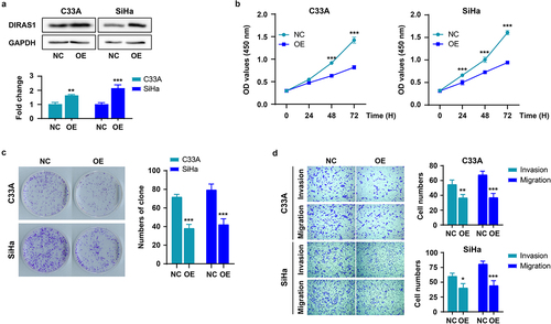 Figure 2. DIRAS1 overexpression significantly inhibits the proliferation, growth and motility of C33A and SiHa cells.