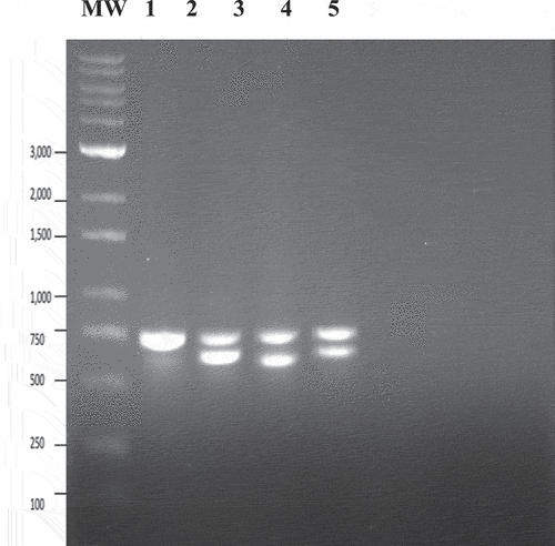 Fig. 10 PCR analysis using universal eukaryotic primers for the ITS1-5.8S-ITS2 region of ribosomal DNA of samples of cannabis leaves infected with powdery mildew caused by Golovinomyces ambrosiae or Podosphaeria macularis following artificial inoculation. Lane 1 – healthy control showing amplification of plant DNA (band at ca. 750 bp). Lanes 2 and 4 = Leaf infected with G. ambrosiae showing a band at ca. 700 bp corresponding to fungal DNA. Lane 3 = Leaf infected by P. macularis showing a band at ca. 650 bp corresponding to fungal DNA . Lane 5 – control (no DNA).